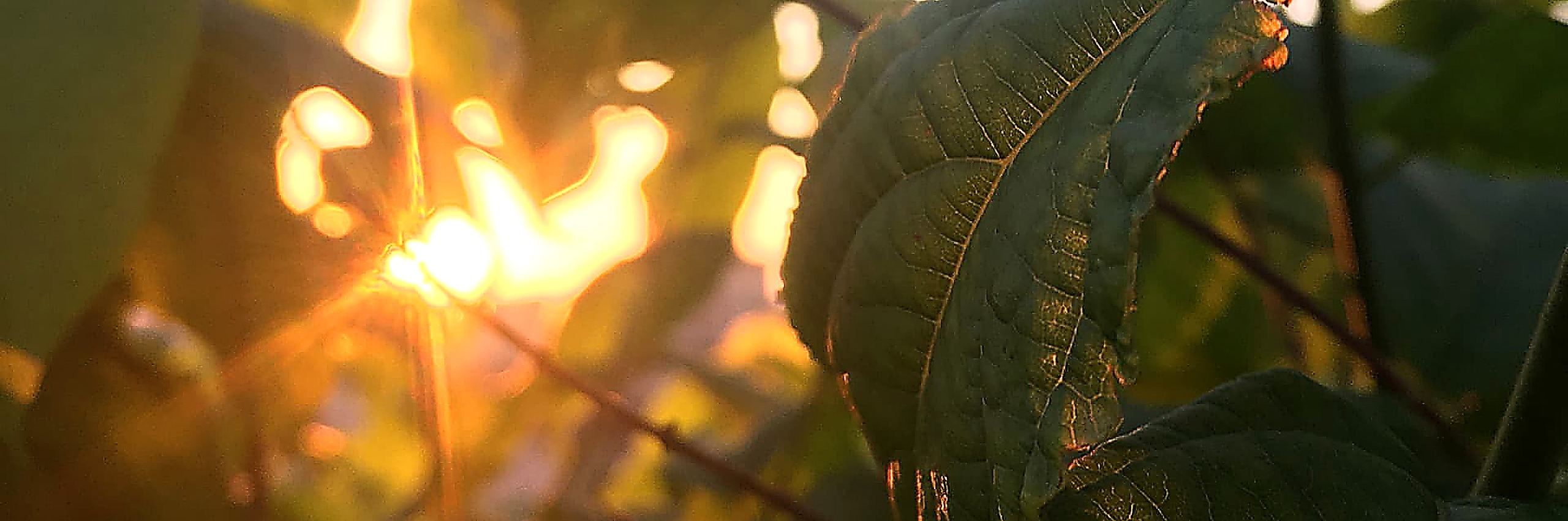 Golden morning sunlight streaming through green leaves